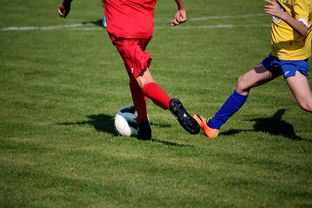 世界青少年武术运动会中国队夺得多项荣誉,青少年武术冠军